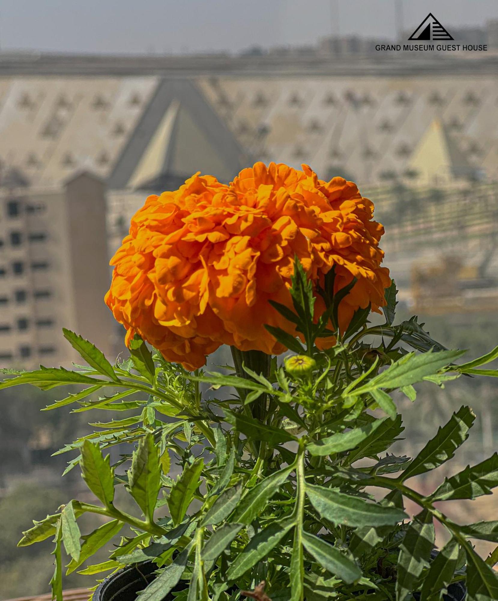 فندق Grand Museum & Pyramids View Kafr Ghatati المظهر الخارجي الصورة